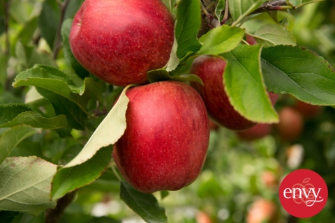 本季首批新西蘭愛妃蘋果發(fā)往亞洲